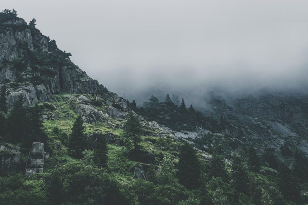 green leafed trees during fog time 167684 1024x682.jpg